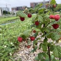 Montreal Farm 2023 Raspberries